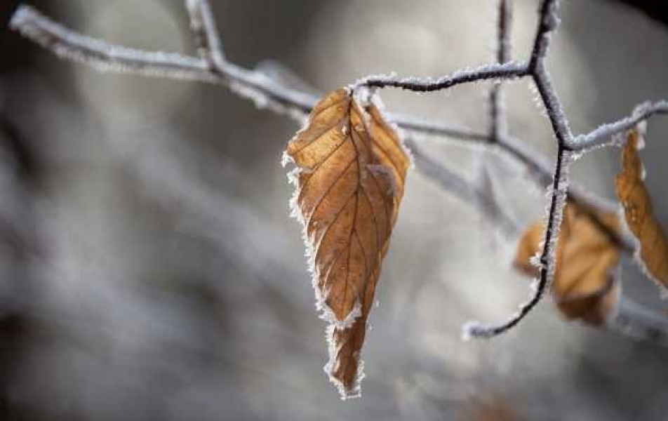 Фото: pixabay.com 