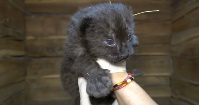 Стоп-кадр видео Минприроды Хакасии