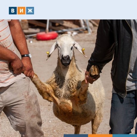 Фото: Тг-канал Управление Россельхознадзора по республикам Хакасия и Тыва