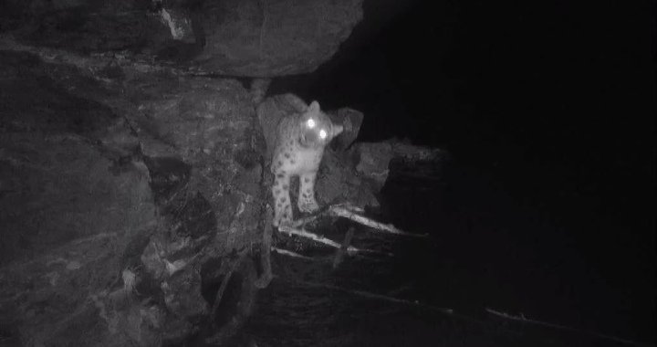 Фото: Стопкадр видео Саяно-Шушенского заповедника 