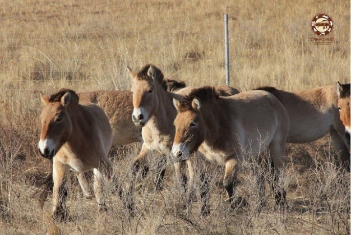 Фото: пресс-служба Заповедника «Хакасский»