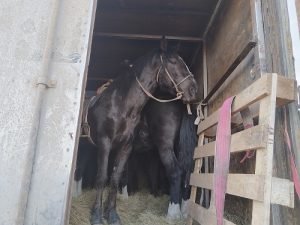 Фото: Тг-канал Управление Россельхознадзора по республикам Хакасия и Тыва