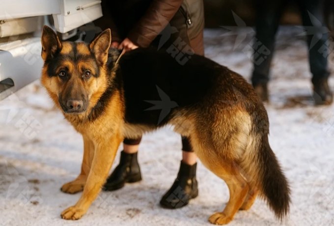 Фото: ГСУ СК России по Красноярскому краю и Республике Хакасия