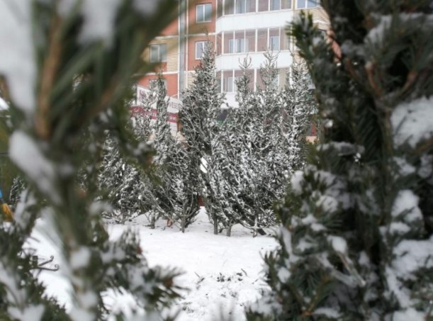 Фото: Администрация Абакана