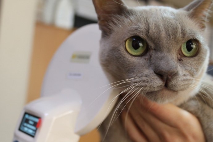 Фото: Россельхознадзор по Хакасии и Тыве