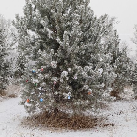 Фото: Администрация Абакана