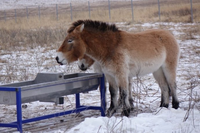 Фото: заповедник «Хакасский»