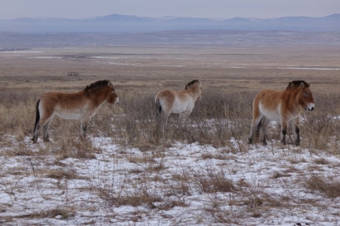 Фото: Заповедник «Хакасский»