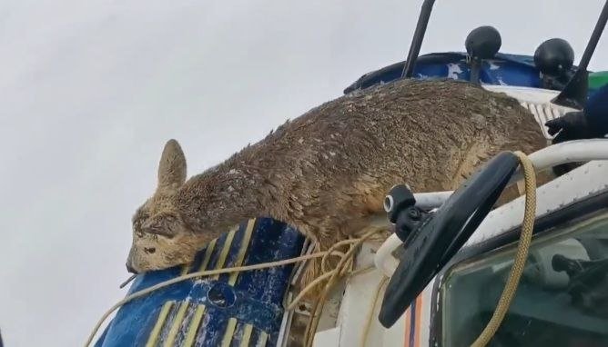 Фото: тг-канал КГКУ «Спасатель»