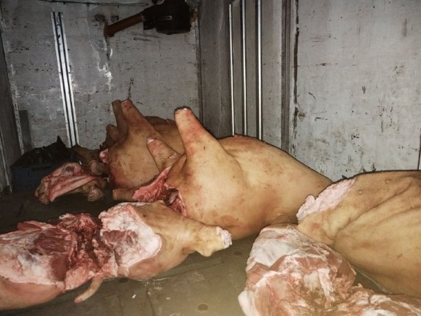 Фото: пресс-служба Управления Россельхознадзора по республикам Хакасия и Тыва   