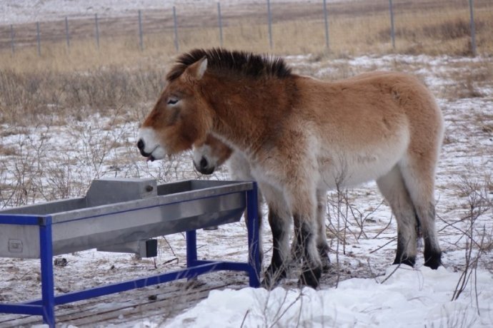Фото: Заповедник "Хакасский" 