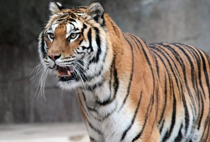 © Fotolia / mattiaath Амурский тигр. Архивное фото