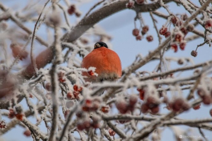 Фото: Андрей Зайченко