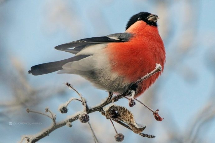 Фото: Андрей Зайченко