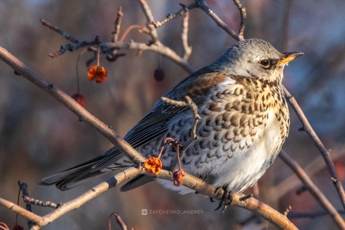 Фото: Андрей Зайченко