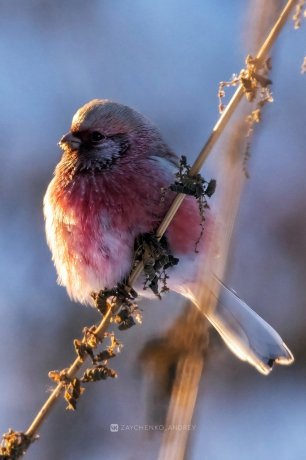 Фото: Андрей Зайченко