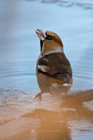 Фото: Андрей Зайченко