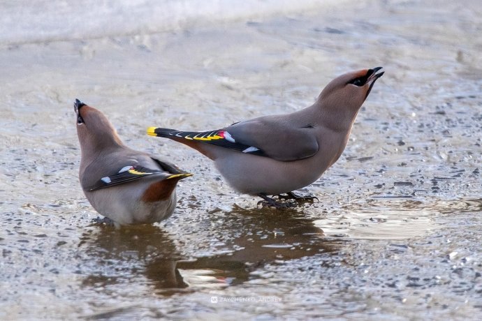 Фото: Андрей Зайченко