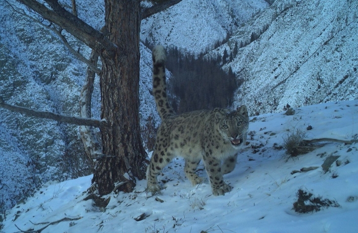 Фото: Саяно-Шушенский заповедник