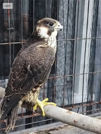 Фото: СУ СК России по Красноярскому краю и Хакасии