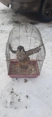 Фото: СУ СК России по Красноярскому краю и Хакасии