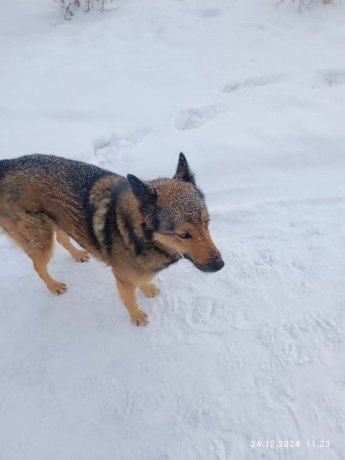 Фото: Саяногорск Главный 