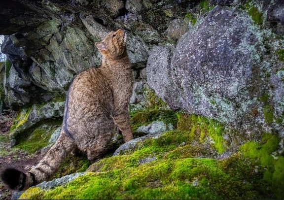 Фото: PhotocechCZ / Shutterstock / Fotodom 