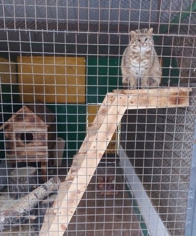 Фото: Минприроды Хакасии 