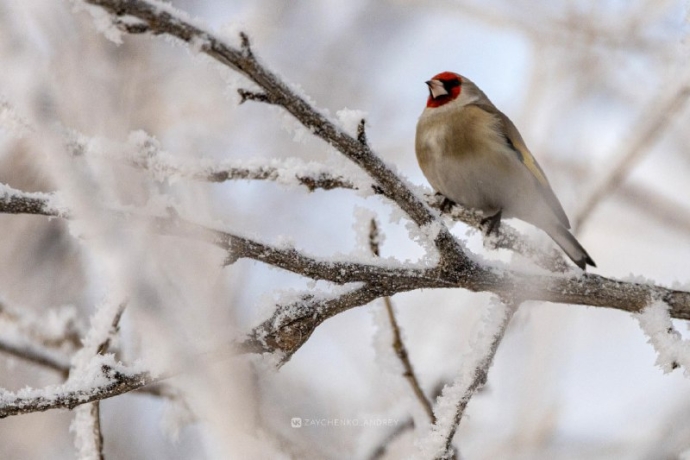 Фото: Андрей Зайченко