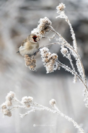 Фото: Андрей Зайченко