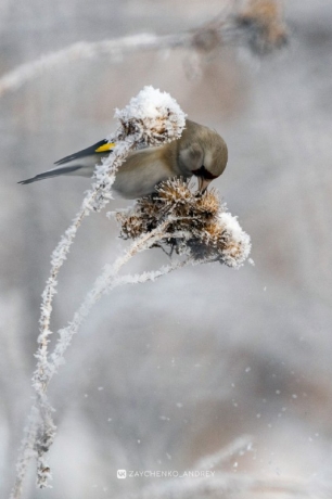 Фото: Андрей Зайченко