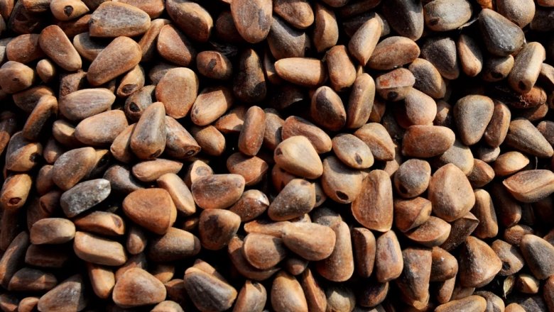 Фото: РИА Новости / Виталий Аньков