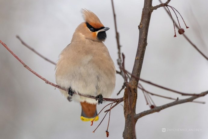Фото: Андрей Зайченко