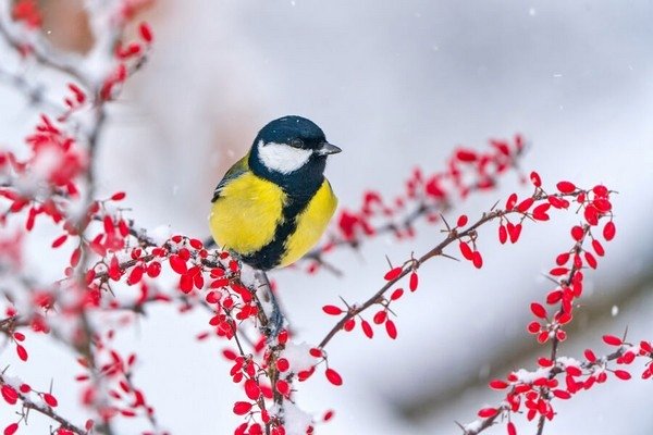 Monika Surzin/Shutterstock/FOTODOM