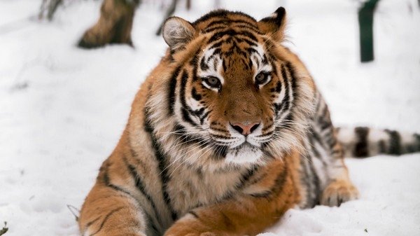 Фото: © РИА Новости/Алексей Даничев; 5-tv.ru