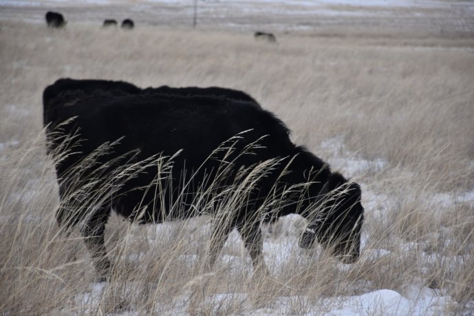 Фото: Минсельхоз Хакасии 
