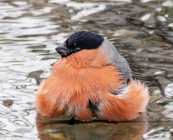 Фото: Андрей Зайченко