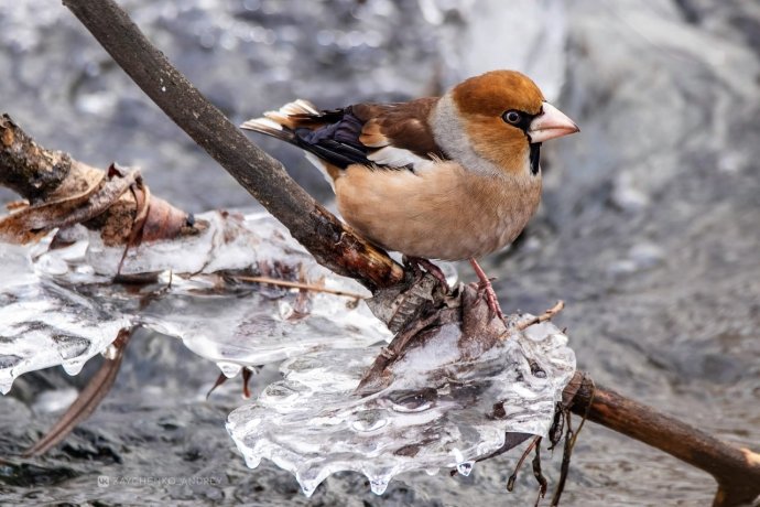Фото: Андрей Зайченко