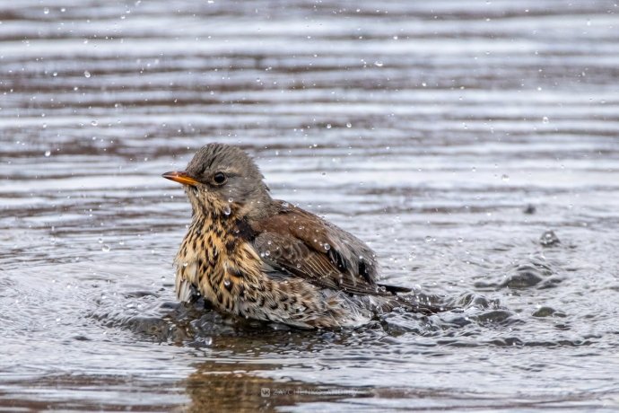 Фото: Андрей Зайченко 