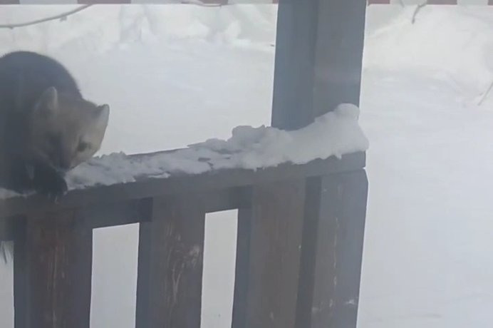Фото: Стопкадр видео заповедника «Хакасский»