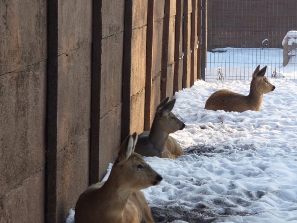 Фото: зоопарк Абакана