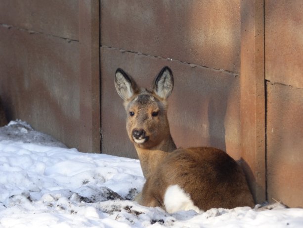 Фото: зоопарк Абакана