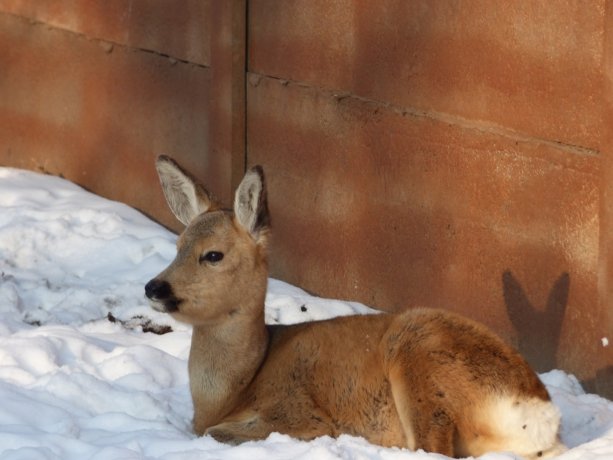 Фото: зоопарк Абакана