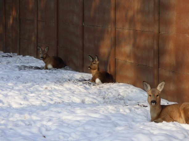 Фото: зоопарк Абакана