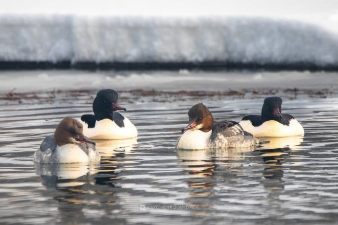 Фото: Андрей Зайченко