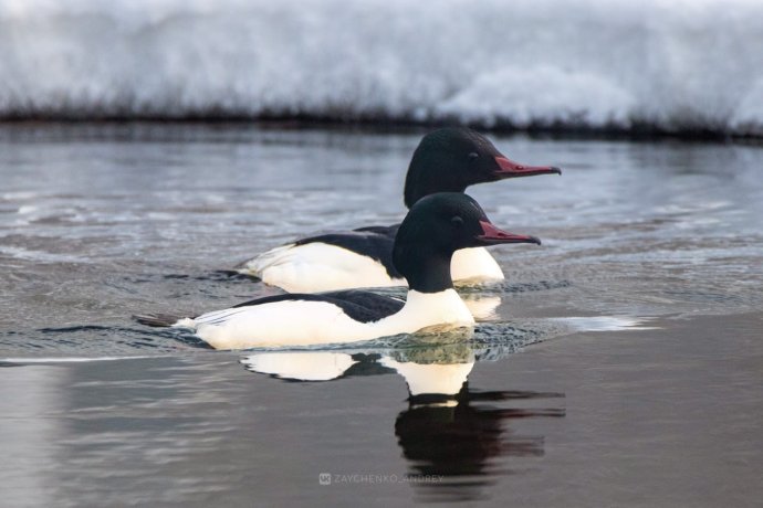 Фото: Андрей Зайченко
