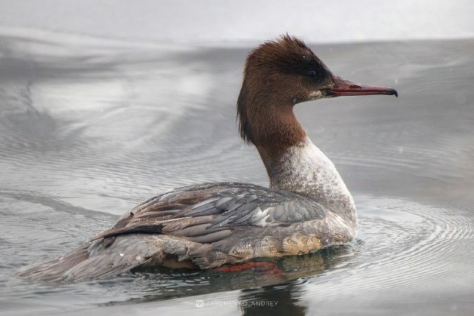 Фото: Андрей Зайченко