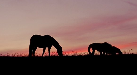 Фото: pxhere.com