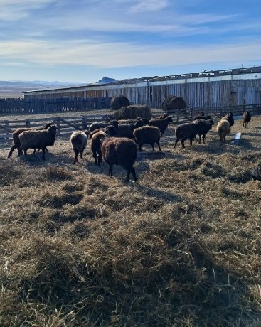 Фото: Минсельхоз Хакасии