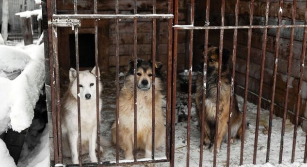 Фото: группа ВК смертники приюта «Берег»